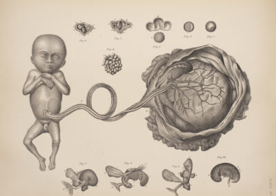 An illustrated encyclopaedia of the science and practice of obstetrics by F. H. Getchell, ed.