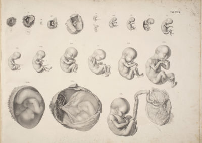 Reproduction of a fetal development chart by Hermann Friedrich Kilian