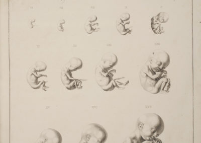 Reproduction of a fetal development chart by Samuel Thomas von Soemmerring