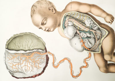 The Anatomy of the Bones of the Human Body by Jean-Joseph Süe